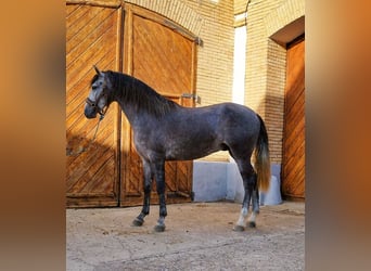 PRE Mestizo, Caballo castrado, 3 años, 165 cm, Tordo