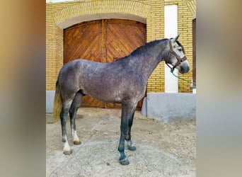 PRE Mestizo, Caballo castrado, 3 años, 165 cm, Tordo