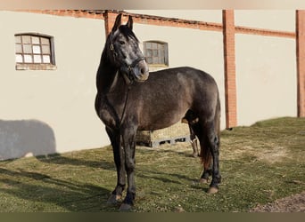 PRE, Caballo castrado, 3 años, 166 cm, Tordillo negro