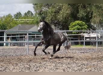 PRE, Caballo castrado, 3 años, 168 cm, Porcelana