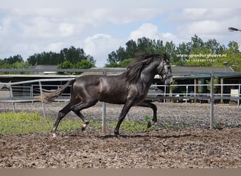 PRE, Caballo castrado, 3 años, 168 cm, Porcelana