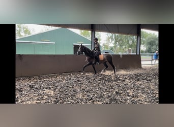 PRE, Caballo castrado, 3 años, 168 cm, Porcelana