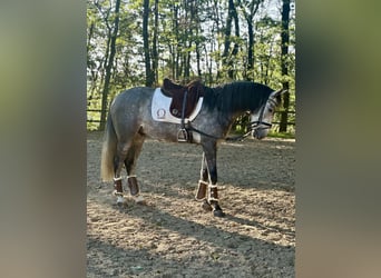 PRE, Caballo castrado, 3 años, 168 cm, Tordo