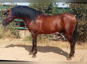 PRE, Caballo castrado, 3 años, 171 cm, Castaño oscuro