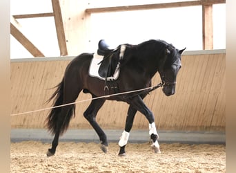 PRE Mestizo, Caballo castrado, 3 años, 171 cm, Negro