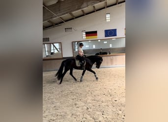 PRE Mestizo, Caballo castrado, 3 años, 171 cm, Negro