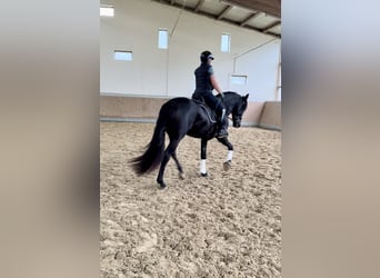 PRE Mestizo, Caballo castrado, 3 años, 171 cm, Negro