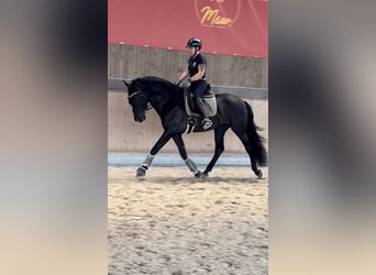 PRE Mestizo, Caballo castrado, 3 años, 171 cm, Negro