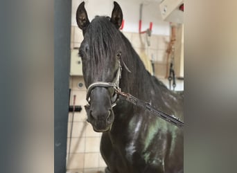 PRE Mestizo, Caballo castrado, 3 años, 171 cm, Negro