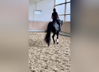 PRE Mestizo, Caballo castrado, 3 años, 171 cm, Negro