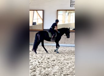 PRE Mestizo, Caballo castrado, 3 años, 171 cm, Negro