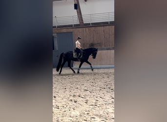 PRE Mestizo, Caballo castrado, 3 años, 171 cm, Negro