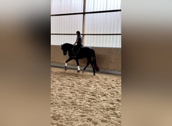 PRE Mestizo, Caballo castrado, 3 años, 171 cm, Negro