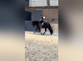 PRE Mestizo, Caballo castrado, 3 años, 171 cm, Negro