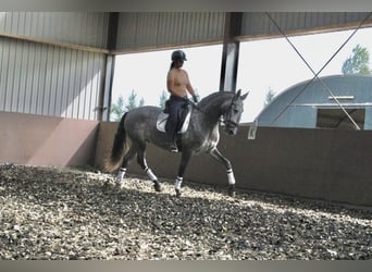 PRE, Caballo castrado, 3 años, 171 cm, Porcelana