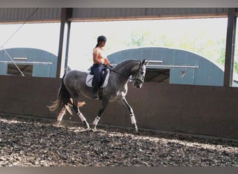 PRE, Caballo castrado, 3 años, 171 cm, Porcelana