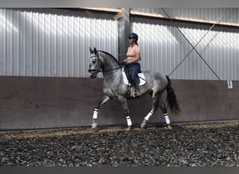 PRE, Caballo castrado, 3 años, 171 cm, Porcelana
