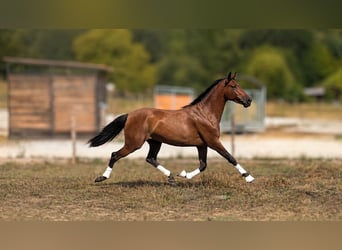 PRE, Caballo castrado, 3 años, Castaño
