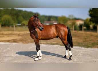 PRE, Caballo castrado, 3 años, Castaño