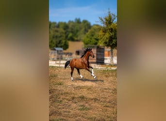 PRE, Caballo castrado, 3 años, Castaño