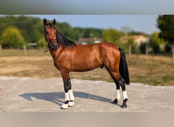 PRE, Caballo castrado, 3 años, Castaño