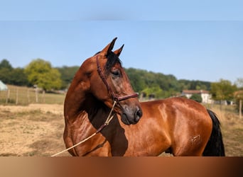 PRE, Caballo castrado, 3 años, Castaño
