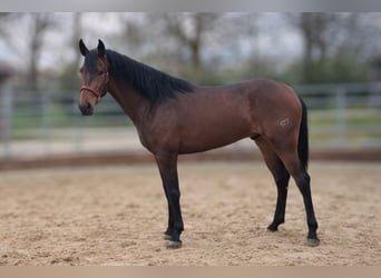 PRE, Caballo castrado, 3 años, Castaño