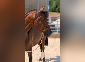 PRE, Caballo castrado, 3 años, Castaño