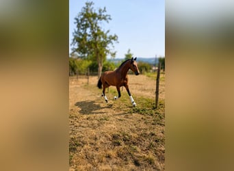 PRE, Caballo castrado, 3 años, Castaño