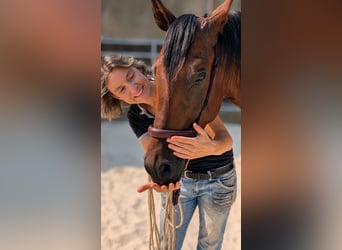 PRE, Caballo castrado, 3 años, Castaño