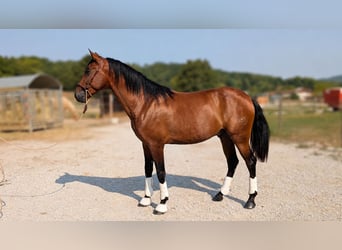 PRE, Caballo castrado, 3 años, Castaño