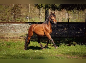 PRE, Caballo castrado, 3 años, Castaño