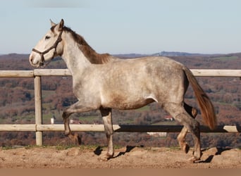 PRE Mestizo, Caballo castrado, 4 años, 147 cm, Tordo