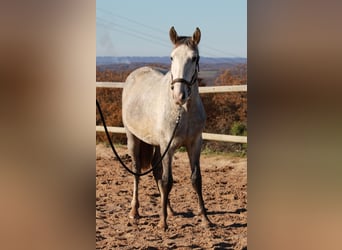 PRE Mestizo, Caballo castrado, 4 años, 147 cm, Tordo