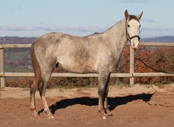 PRE Mestizo, Caballo castrado, 4 años, 147 cm, Tordo