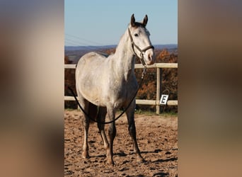 PRE Mestizo, Caballo castrado, 4 años, 147 cm, Tordo