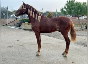 PRE Mestizo, Caballo castrado, 4 años, 148 cm, Alazán-tostado