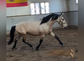 PRE, Caballo castrado, 4 años, 151 cm, Bayo