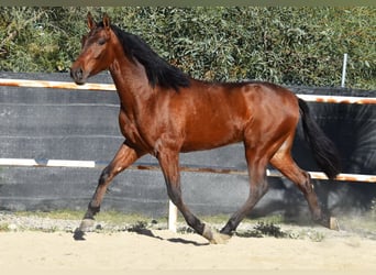 PRE, Caballo castrado, 4 años, 152 cm, Castaño