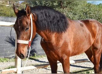 PRE, Caballo castrado, 4 años, 152 cm, Castaño