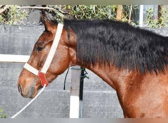 PRE, Caballo castrado, 4 años, 152 cm, Castaño