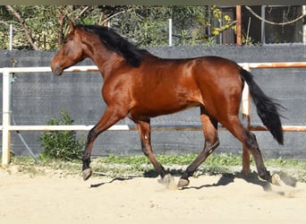 PRE, Caballo castrado, 4 años, 152 cm, Castaño