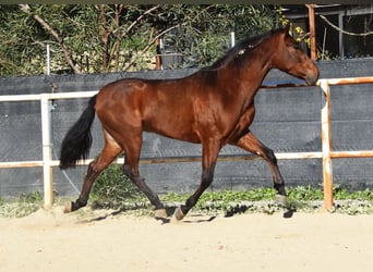 PRE, Caballo castrado, 4 años, 152 cm, Castaño