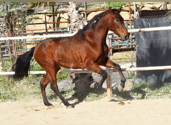 PRE, Caballo castrado, 4 años, 152 cm, Castaño