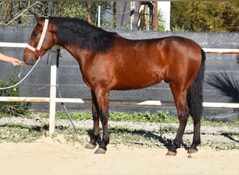 PRE, Caballo castrado, 4 años, 152 cm, Castaño