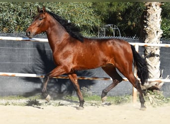 PRE, Caballo castrado, 4 años, 152 cm, Castaño