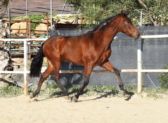 PRE, Caballo castrado, 4 años, 152 cm, Castaño