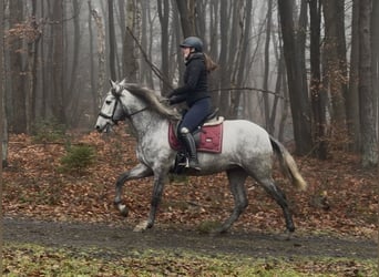 PRE Mestizo, Caballo castrado, 4 años, 152 cm, Tordo