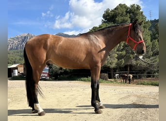 PRE Mestizo, Caballo castrado, 4 años, 153 cm, Castaño