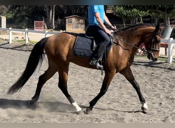 PRE Mestizo, Caballo castrado, 4 años, 153 cm, Castaño